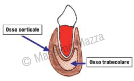 Fig. 4b - Struttura dell' osso mandibolare