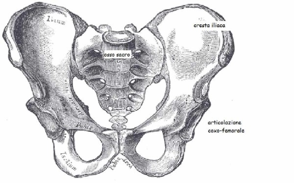 Parte I : Anatomia della Cresta Iliaca